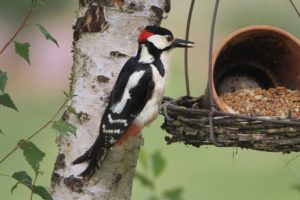 Spotted Woodpecker on Tree