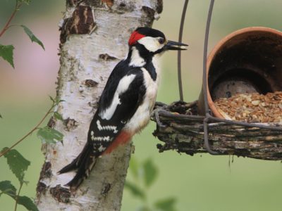 Spotted Woodpecker on Tree