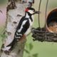 Spotted Woodpecker on Tree