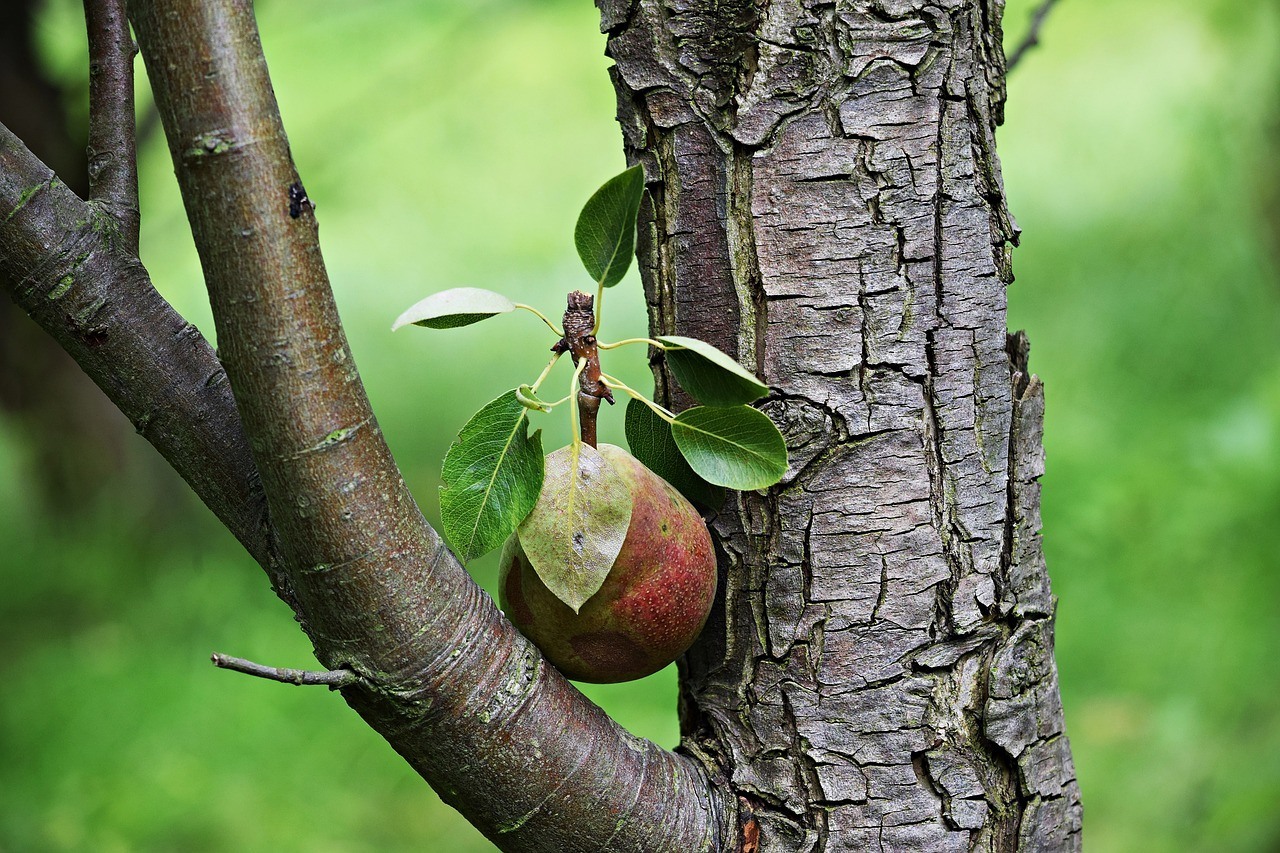 pruning fruit trees