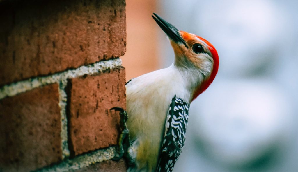 Woodpecker attempting to peck a brick wall