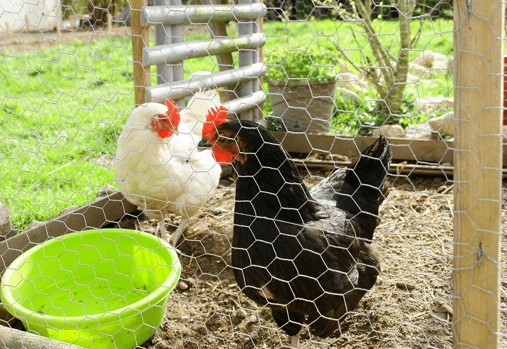 raising chickens