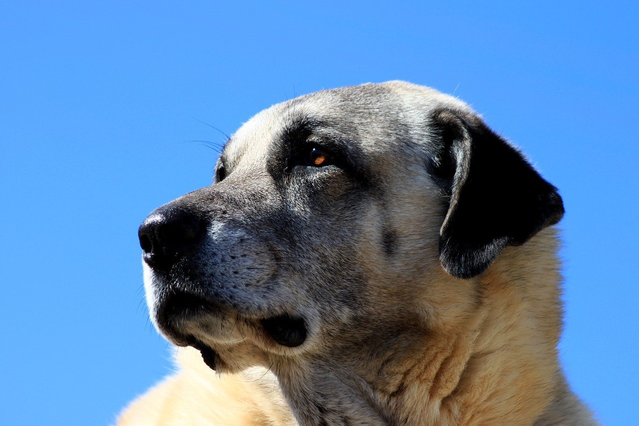 kangal dog