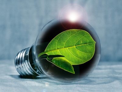 Green leaf inside a light bulb