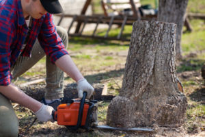 Man cuts the stump with a chainsaw