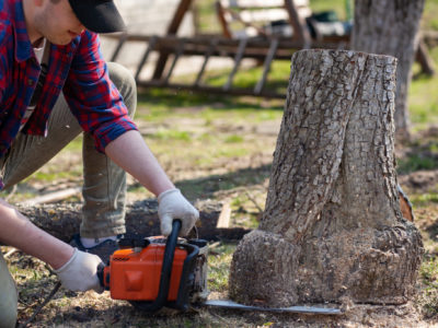 Man cuts the stump with a chainsaw