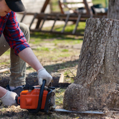 Man cuts the stump with a chainsaw