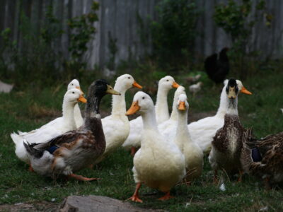 Group of geese walking in backyard