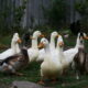 Group of geese walking in backyard