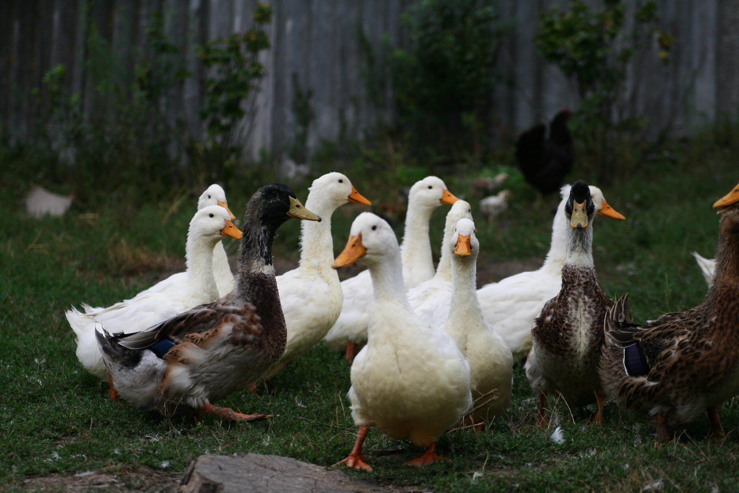 Group of geese walking in backyard