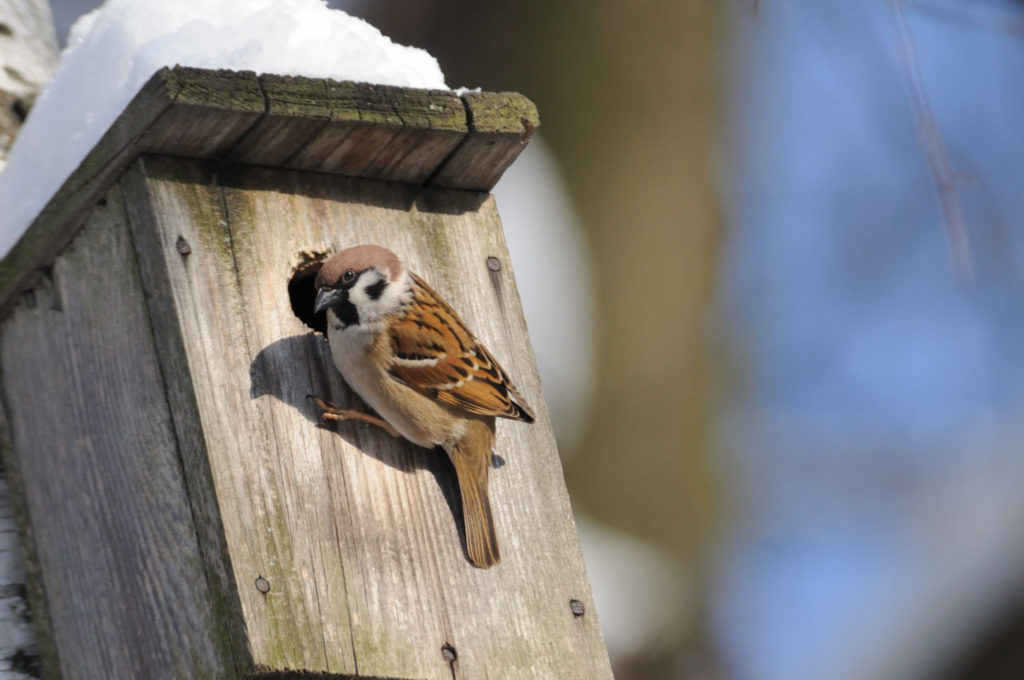 Winter bird and bird house