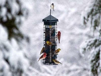Birds on Feeder in Winter