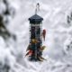 Birds on Feeder in Winter