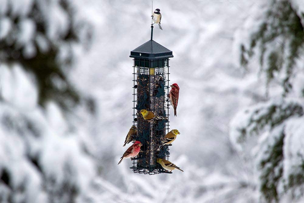 Birds on Feeder in Winter