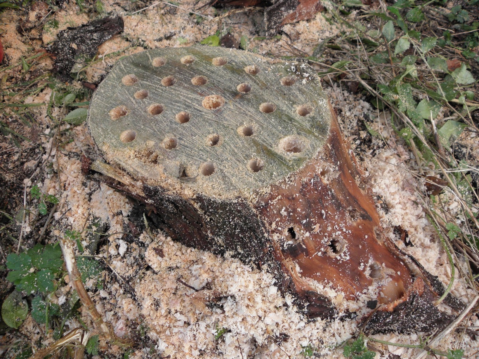 stump removal, chemical stump removal