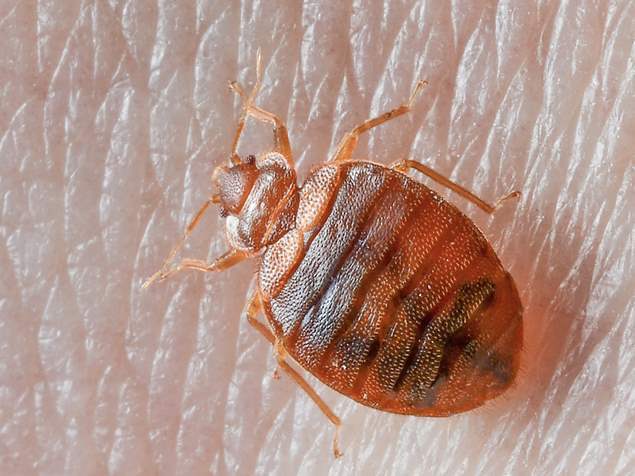 Bed bug on skin