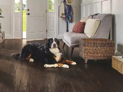 pet friendly floor, pet proof home, dog proof home