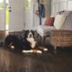 pet friendly floor, pet proof home, dog proof home