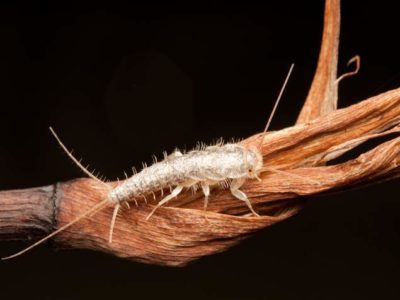 get rid of silverfish