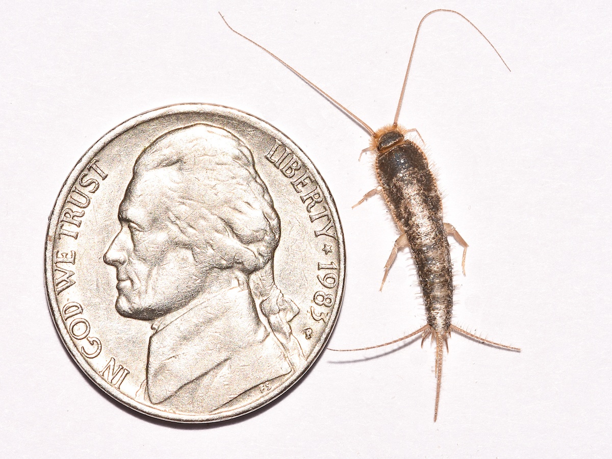 get rid of silverfish