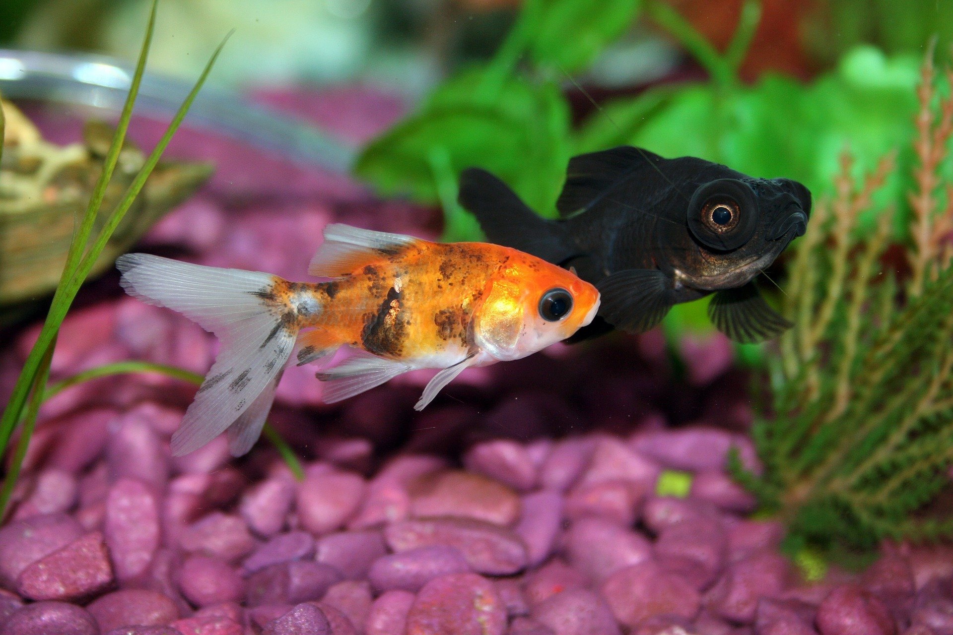 How Much Does It Really Cost to Keep Freshwater Fish? » The Money Pit