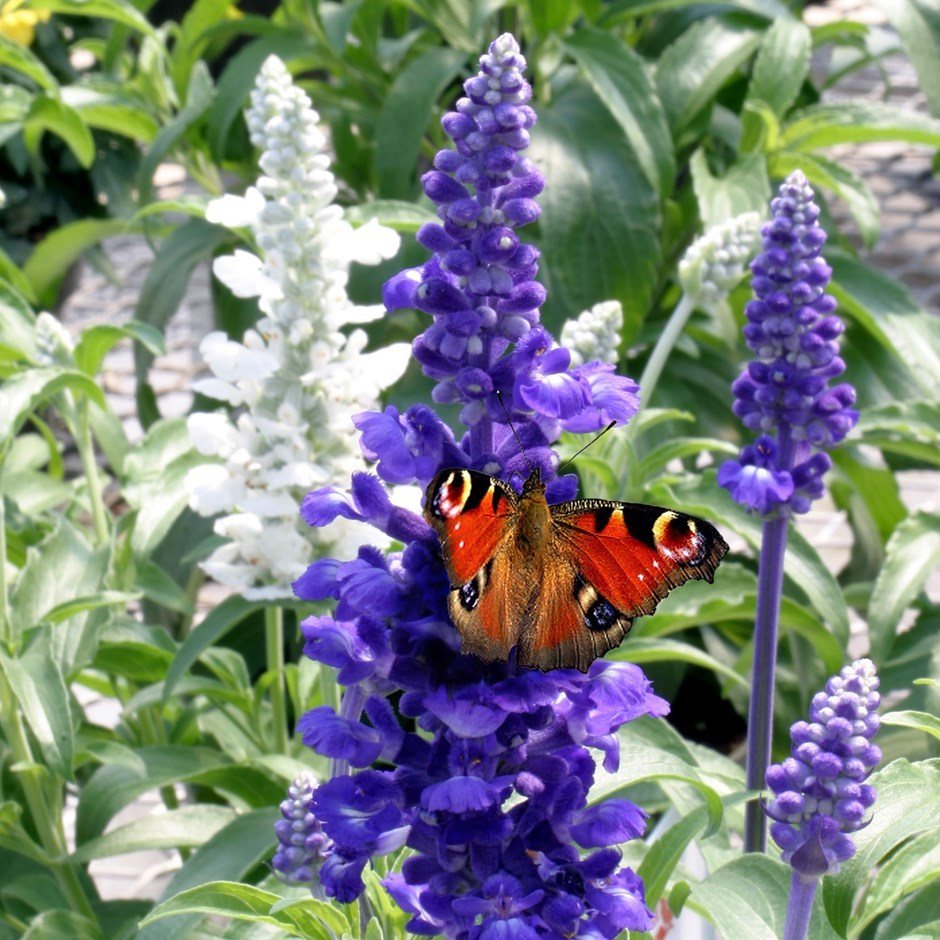 Salvia attracting butterfly