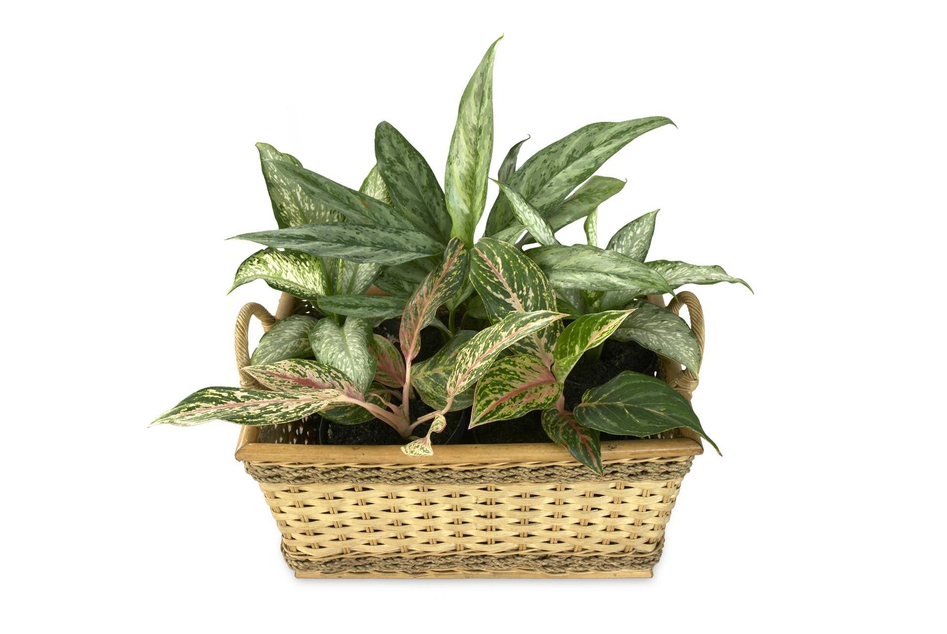 Dieffenbachia in a wicker basket