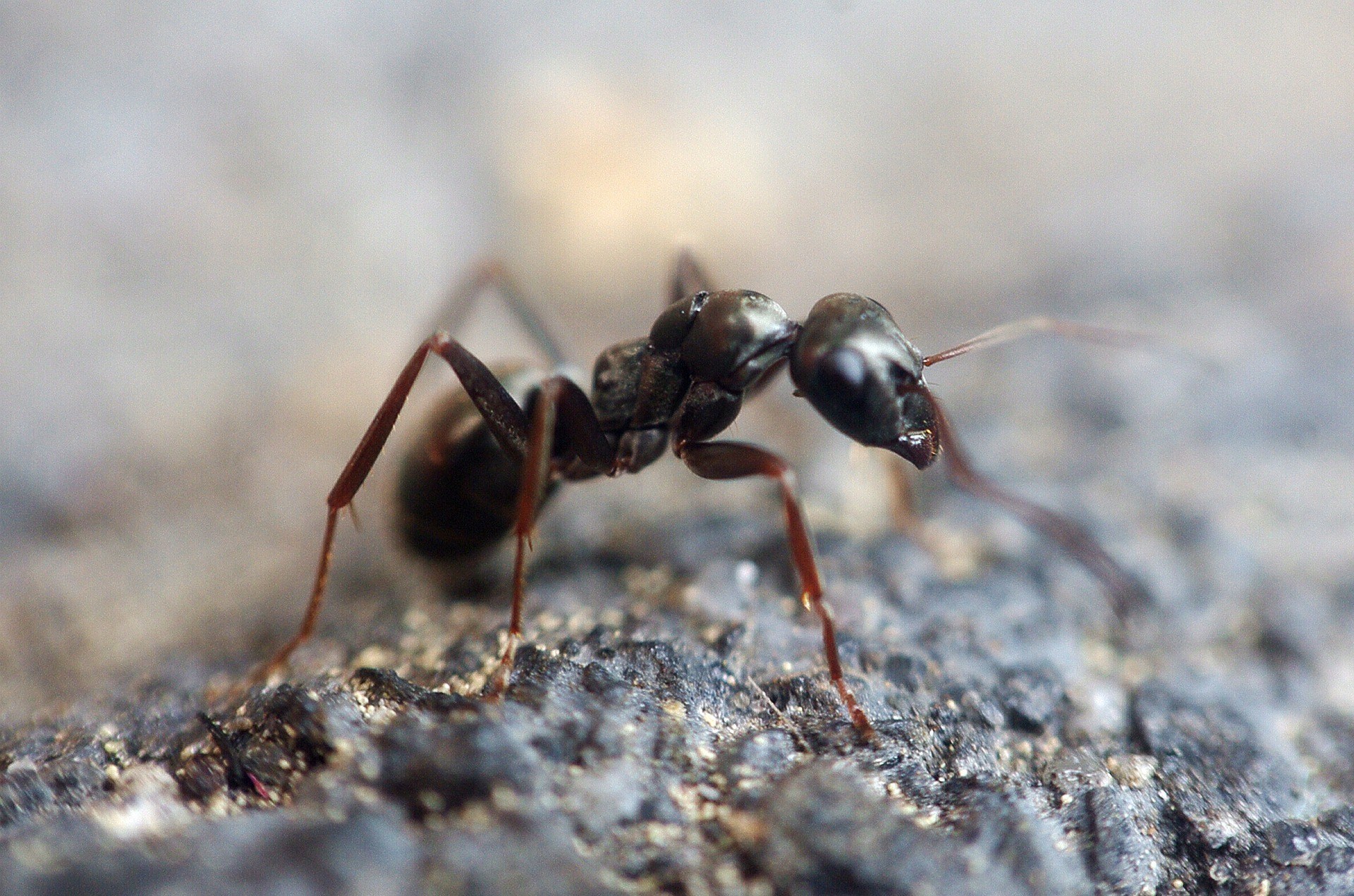 get rid of carpenter ants