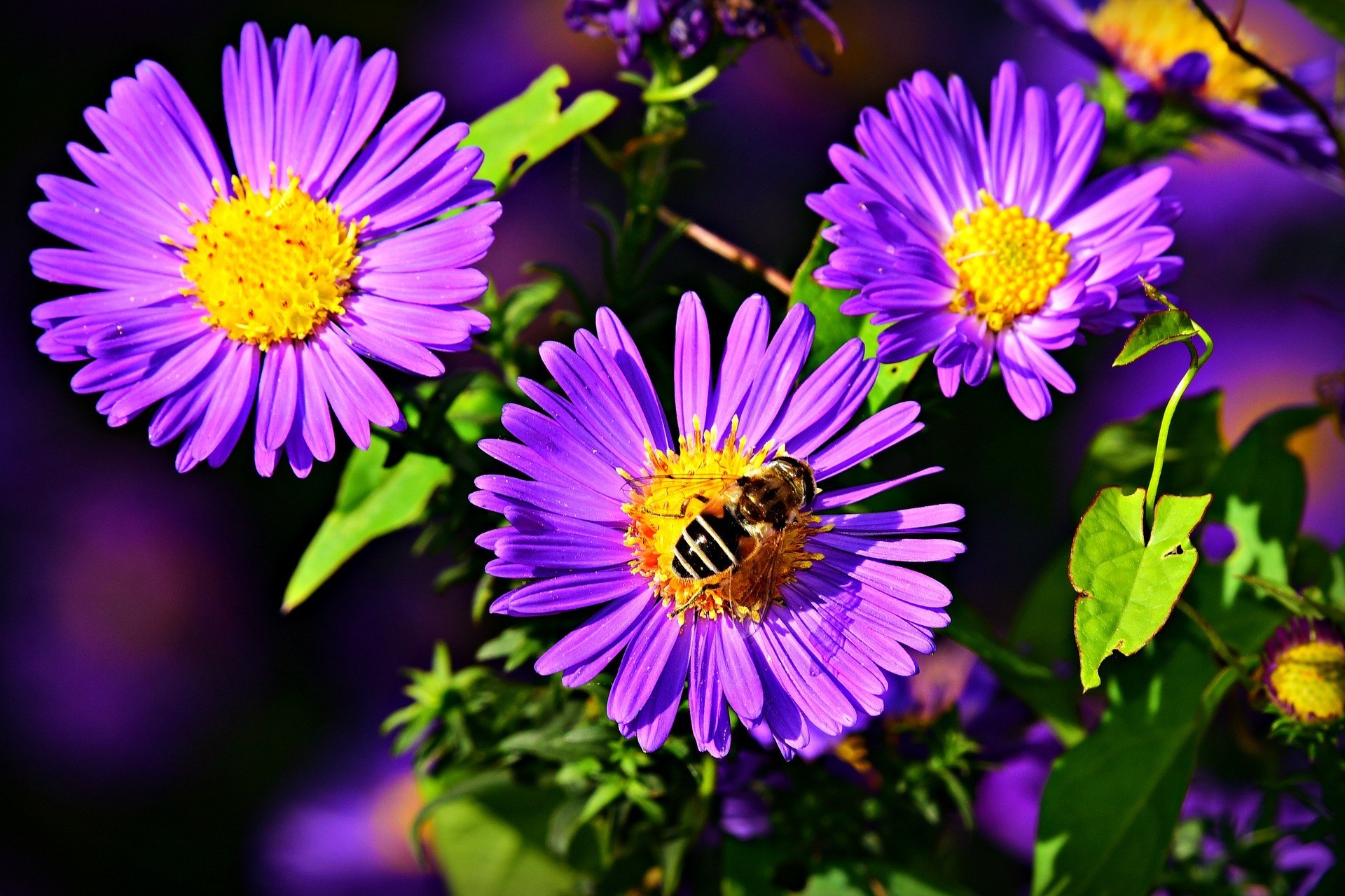 Close view pf the aster flower with bee