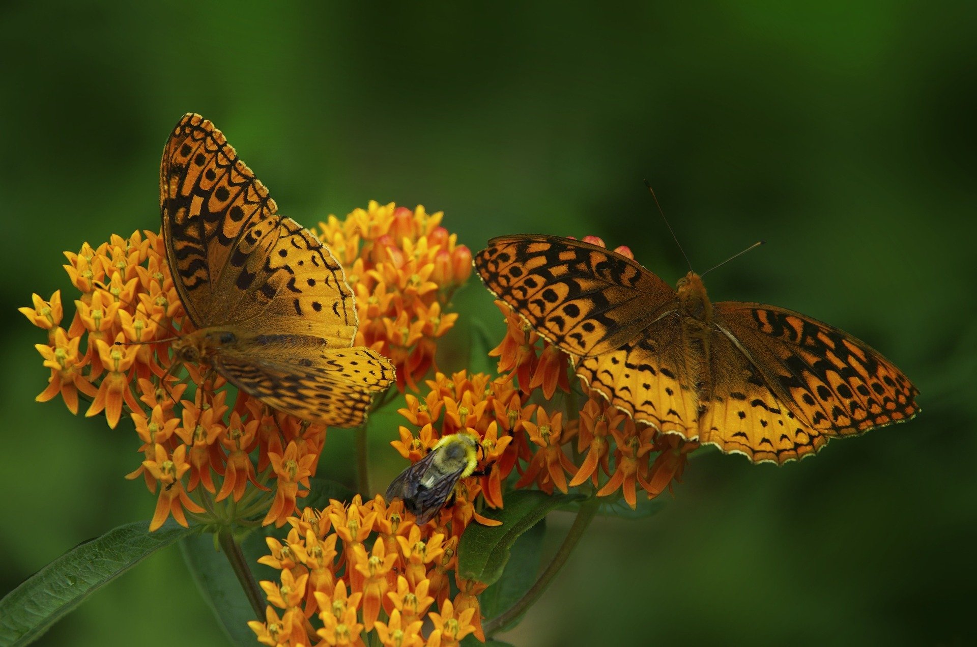 Butterfly on butterfly weed flowers.