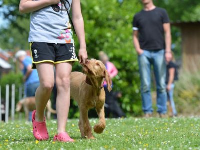 Dog walking with woman on a summer day