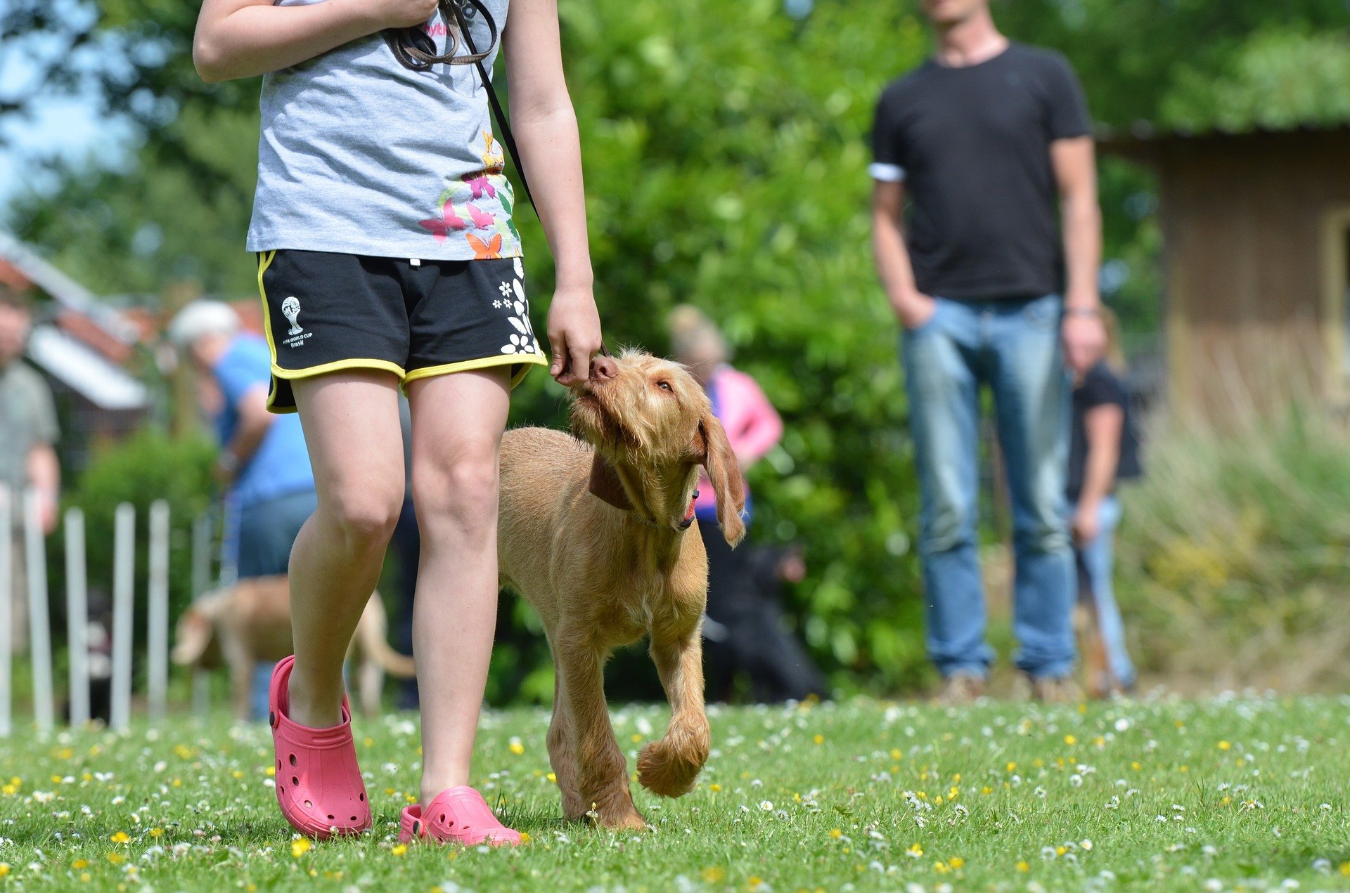 Dog walking with woman on a summer day