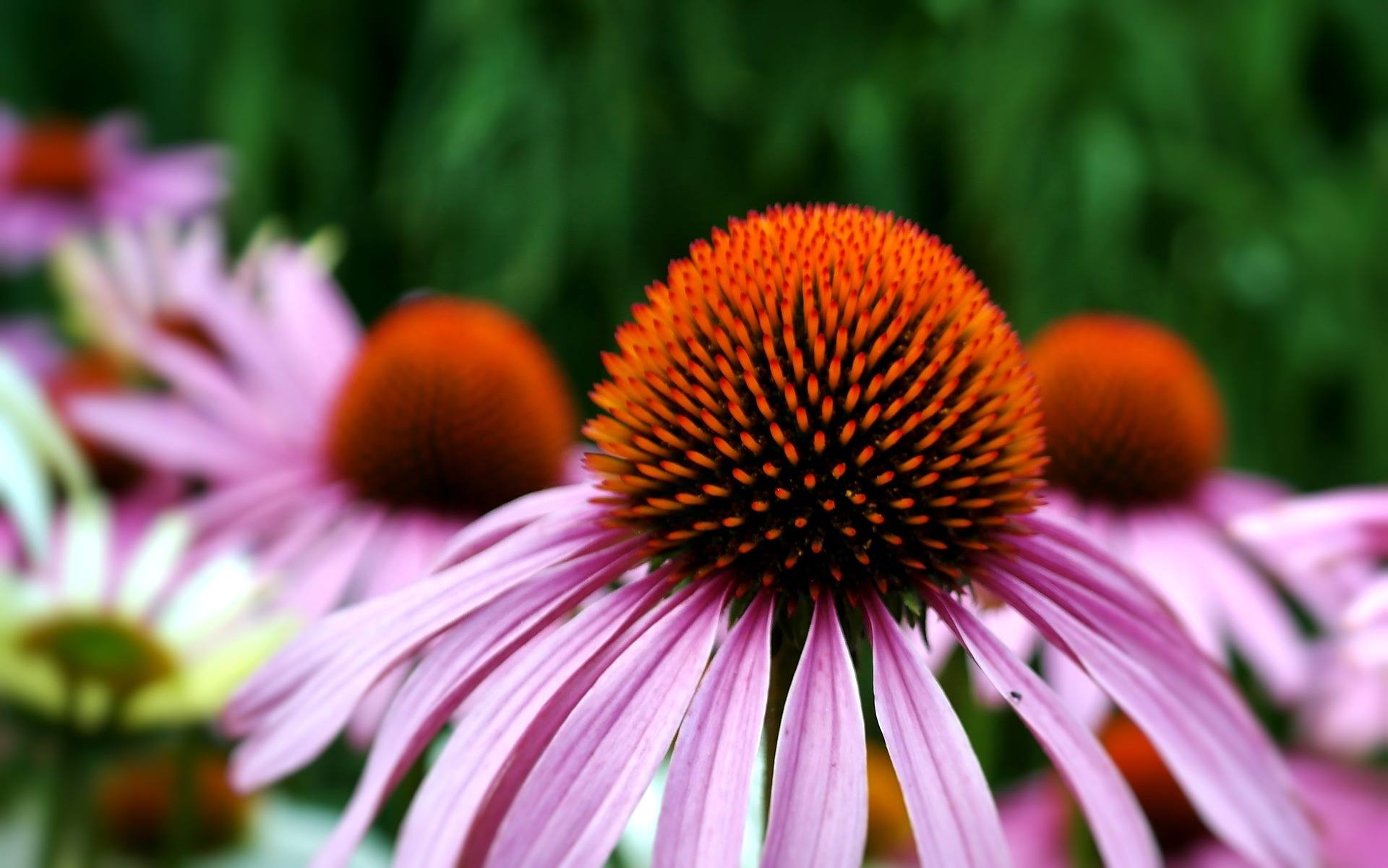 Close up of the coneflower.