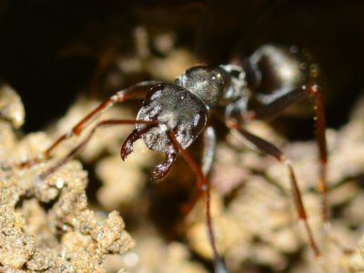 get rid of carpenter ants