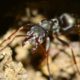 get rid of carpenter ants