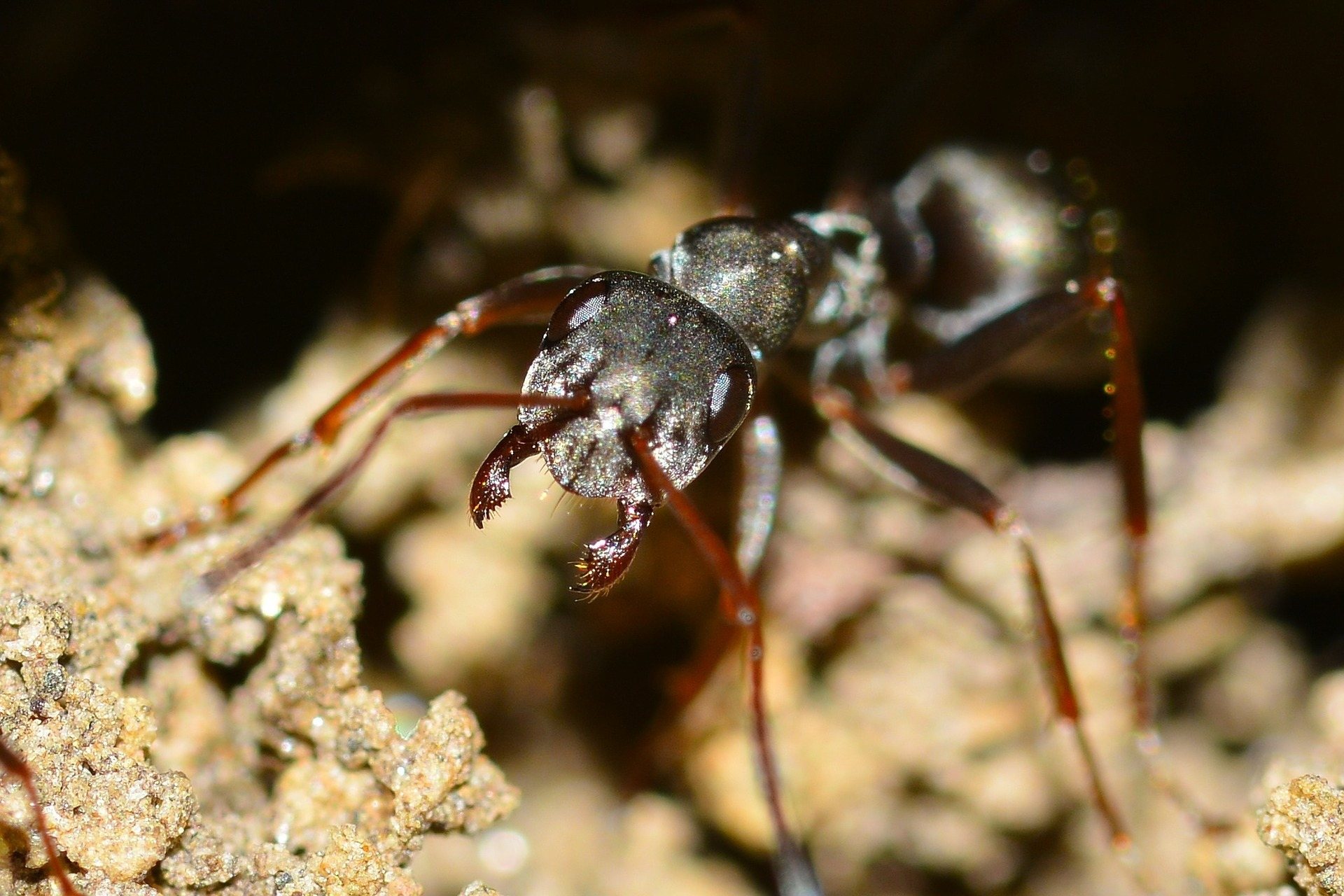 get rid of carpenter ants