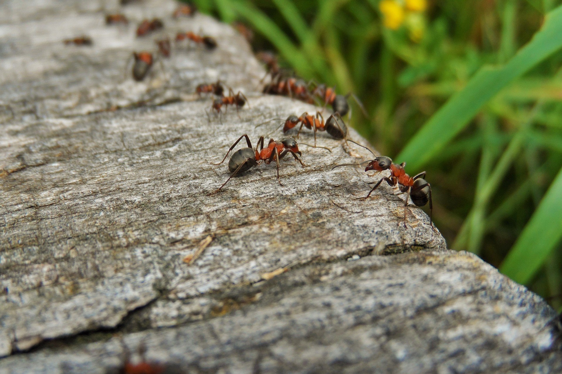 get rid of carpenter ants