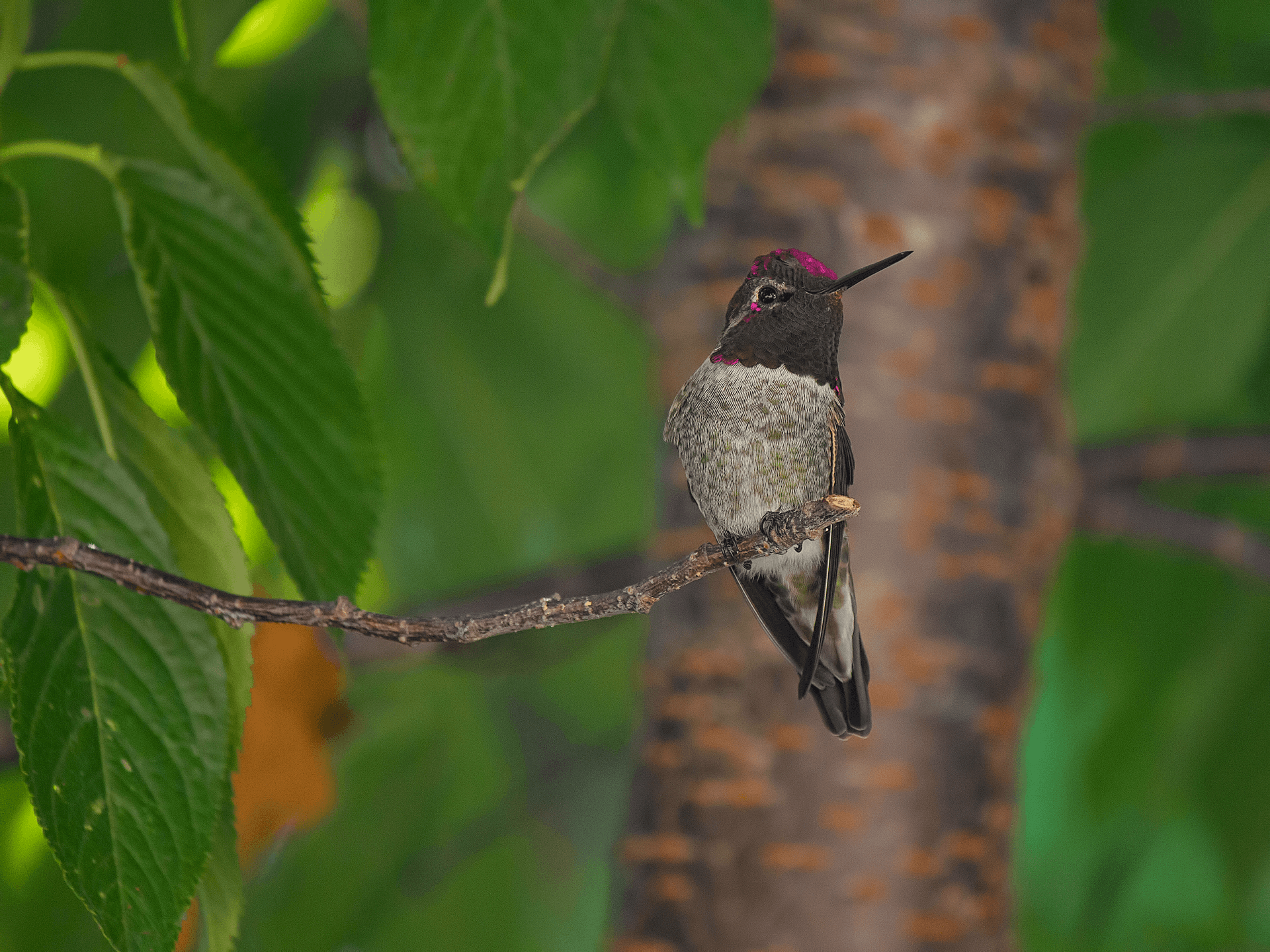 Hummingbird nesting near tree