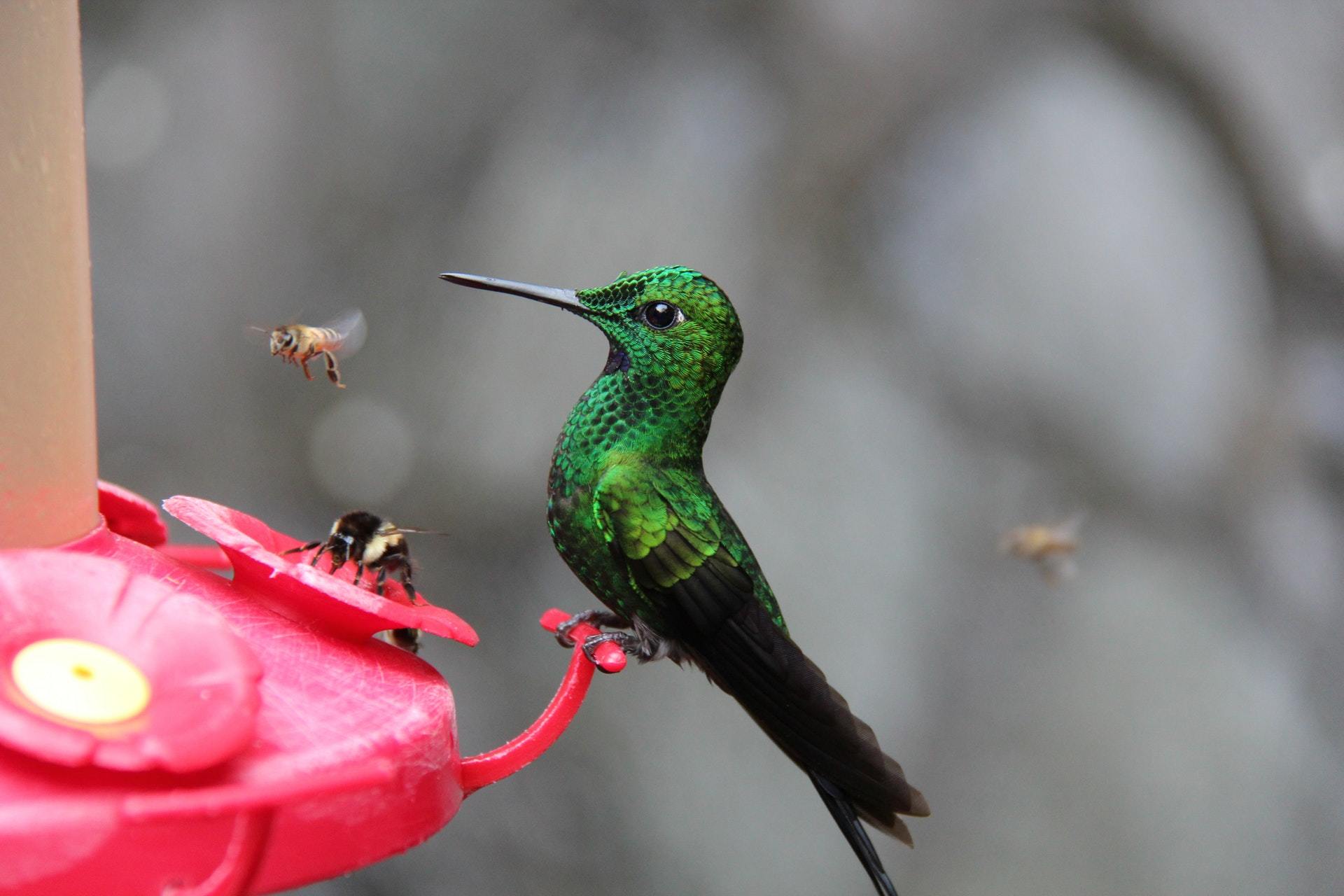 Hummingbird and insects around feeder