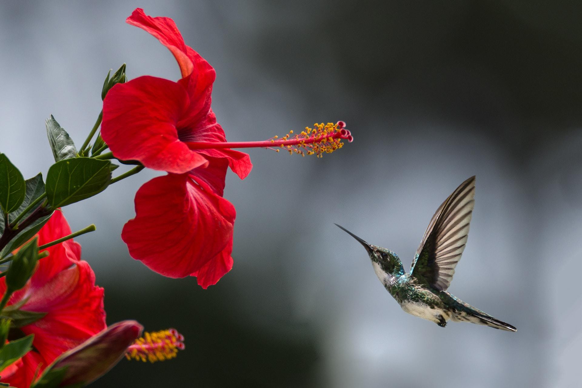 Hummingbird in flight toward red flower