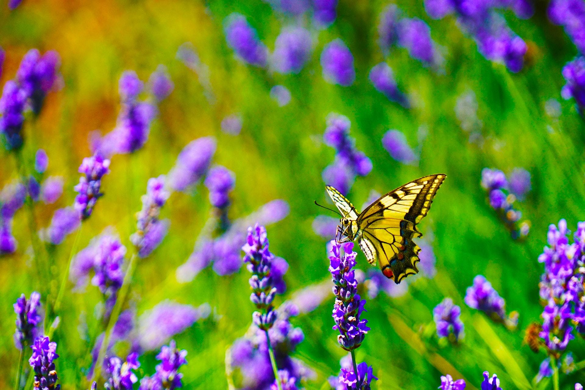 Butterfly landing on a butterfly bush also called summer lilac.