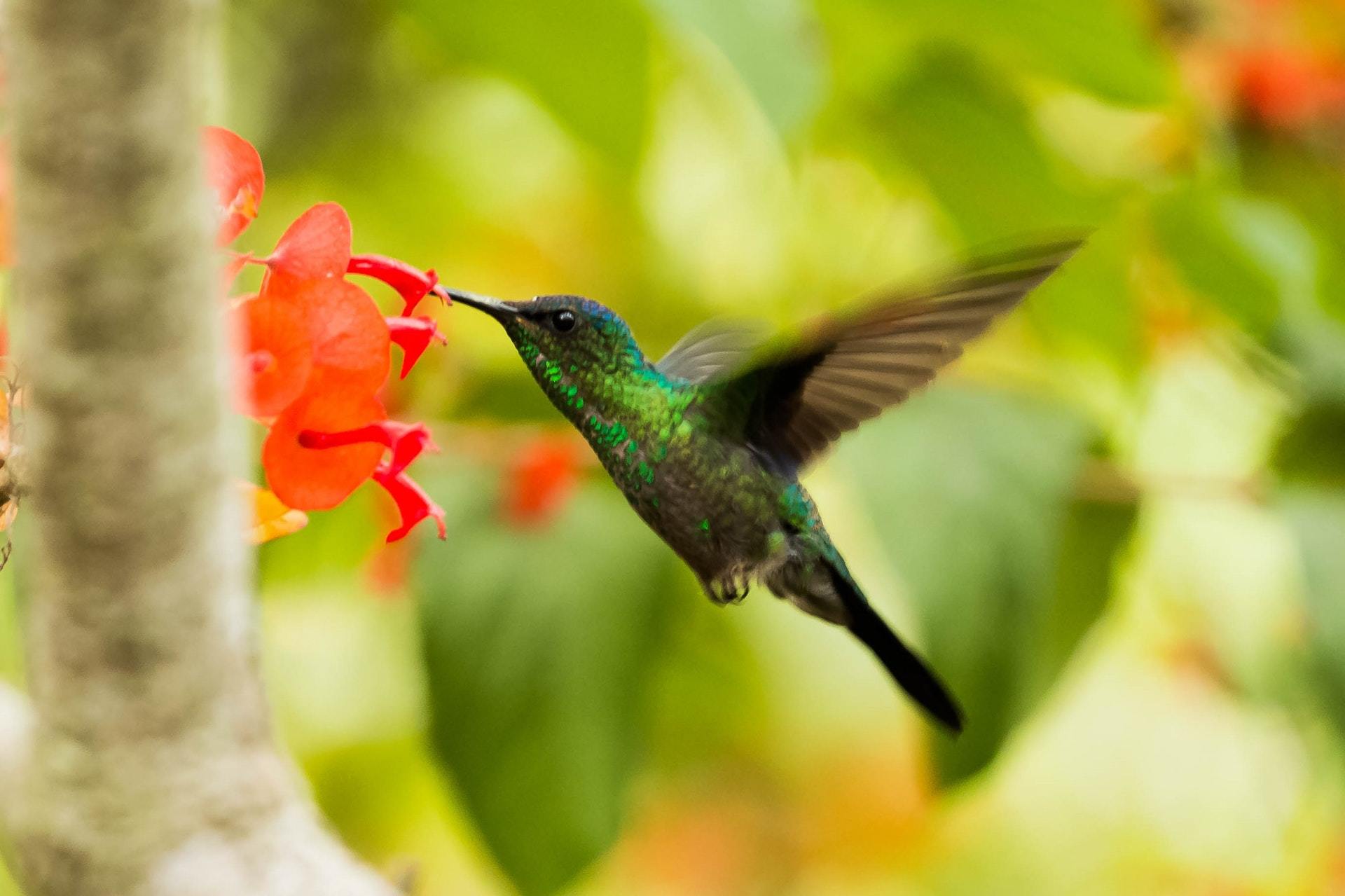 Hummingbird in flight with red flower.