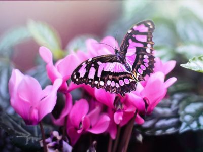 Pink flower on pink flowers