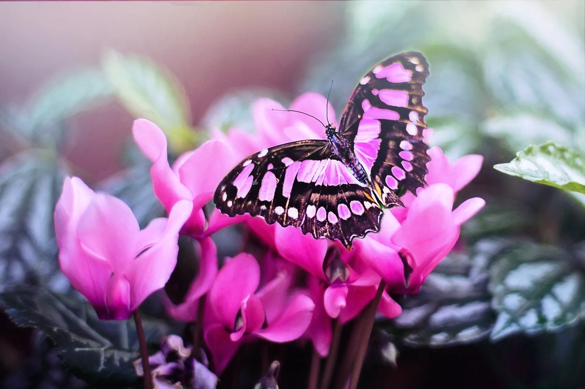 Pink flower on pink flowers