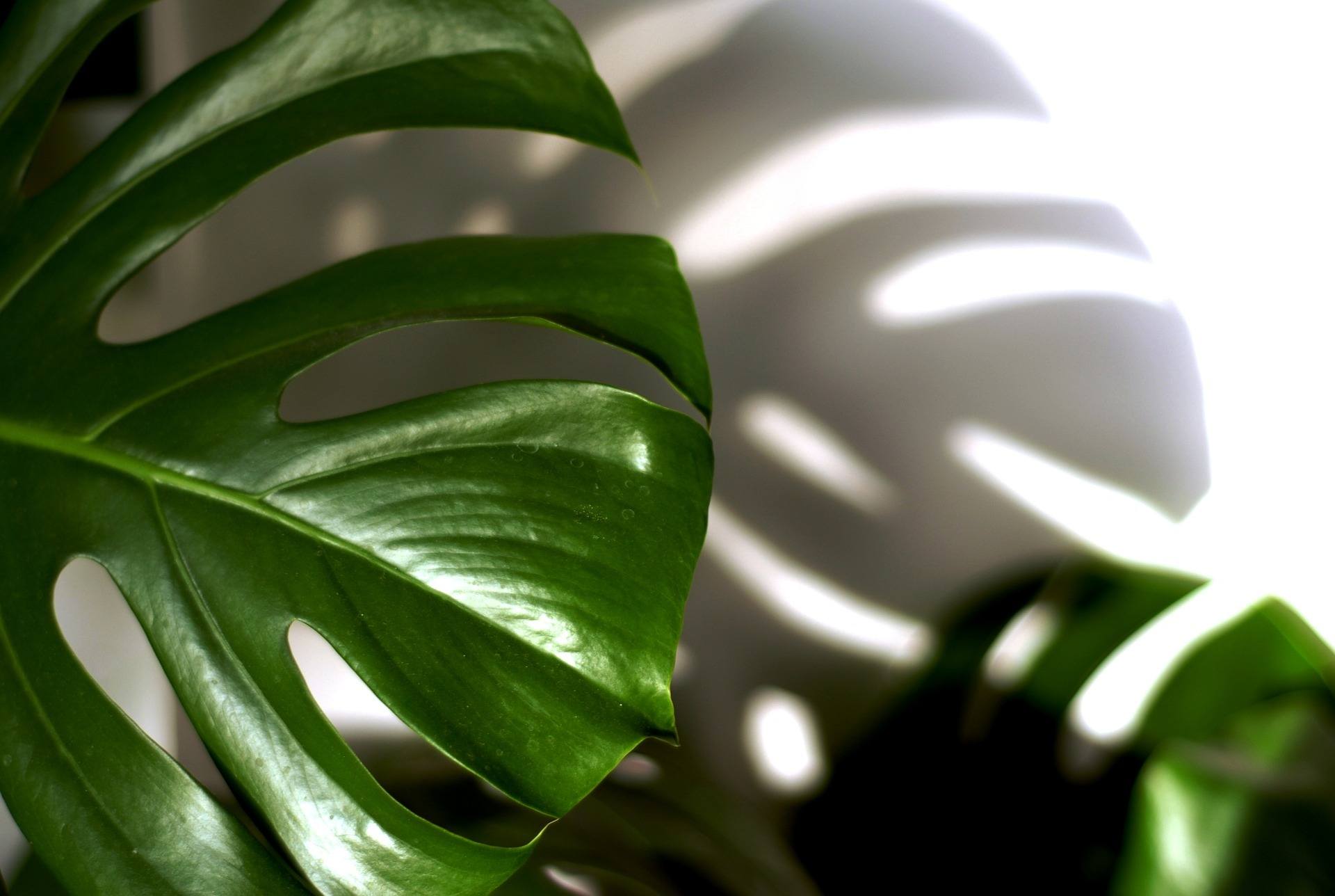 Close up photo of Philodendron plant.