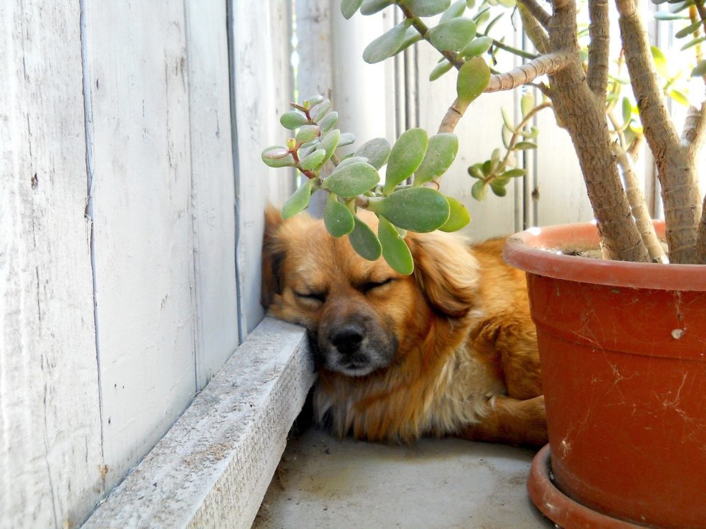 Dog sleeping near aloe plant