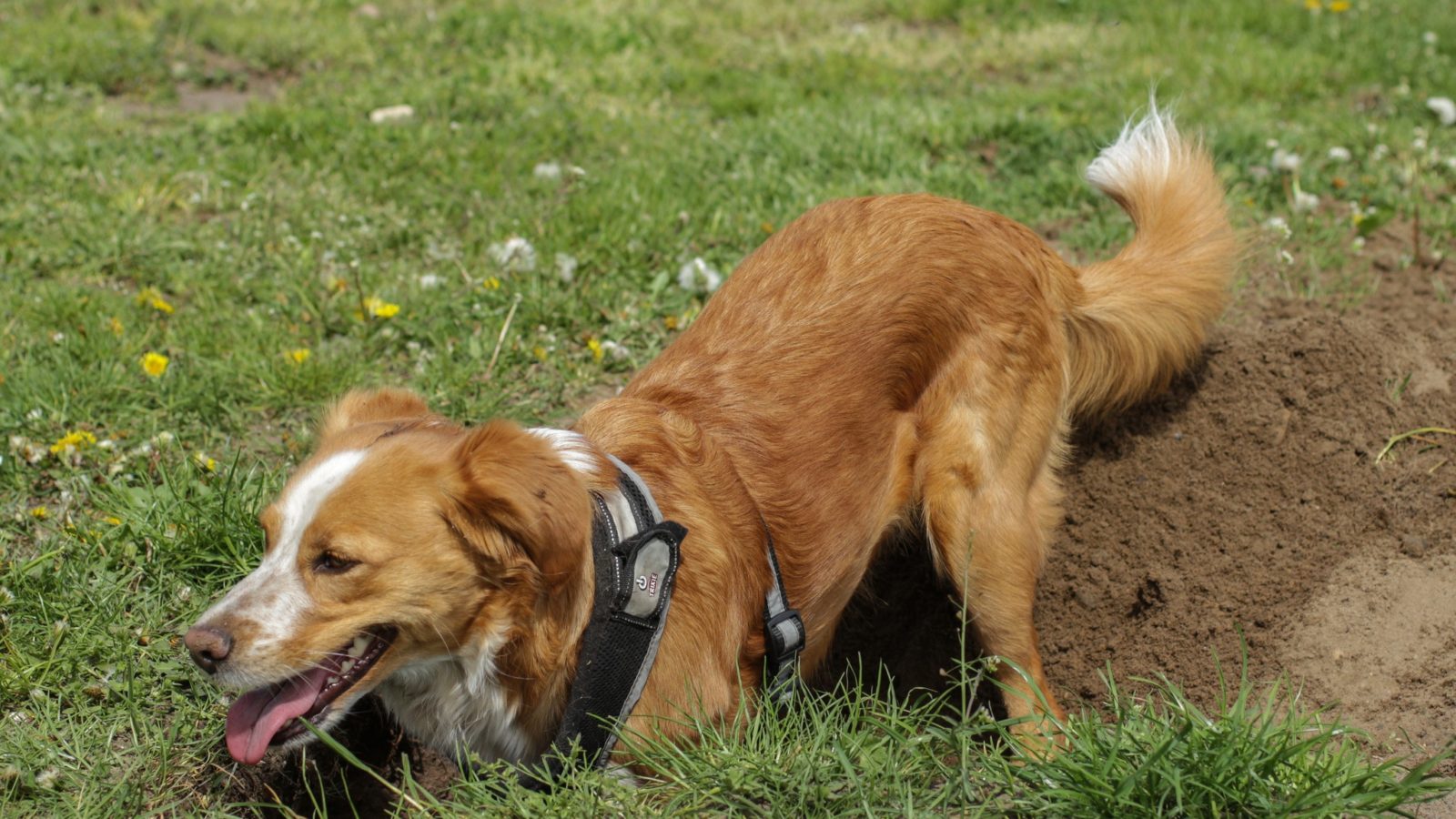 Why Do Dogs Dig Holes And How To Stop Them The Money Pit