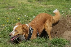 Dog digging a hole in a yard