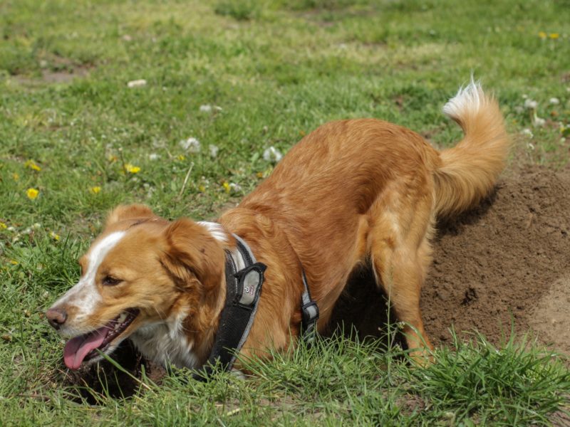 Dog digging a hole in a yard