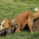 Dog digging a hole in a yard